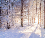 1-Солнечный лес Фото: Сергей Малинин 
